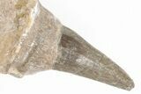 Fossil Mosasaur (Platecarpus) Tooth in Jaw Section - Kansas #197817-2